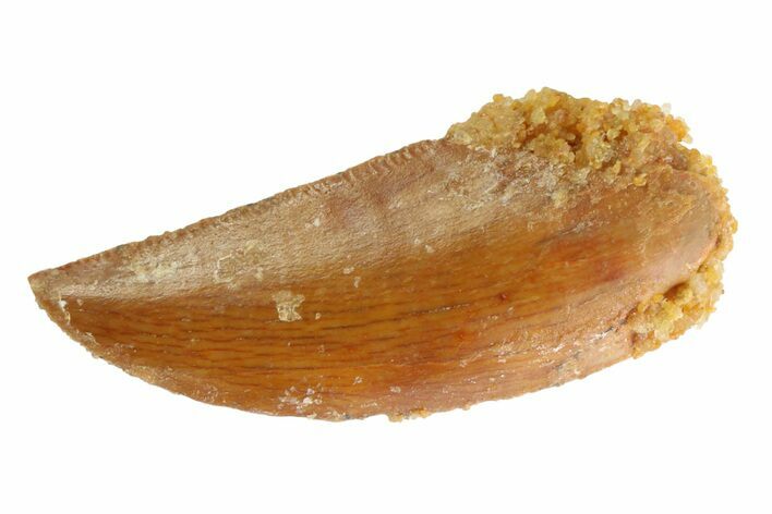 Serrated Raptor Tooth - Real Dinosaur Tooth #333312